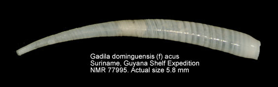 Gadila dominguensis (f) acus.jpg - Gadila dominguensis (f) acus (Dall,1889)